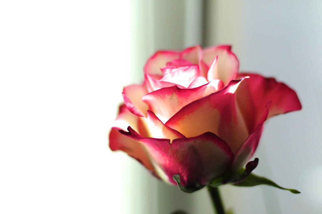 B&B Val Des Roses Bruggy Exteriér fotografie